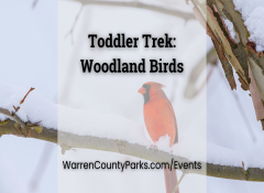 northern cardinal sitting on a snowy branch